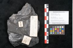 Foto (Objekt + Etikett) von Asplenium hochstetteri Unger (NHMW-GEO-2024-0188-10298)